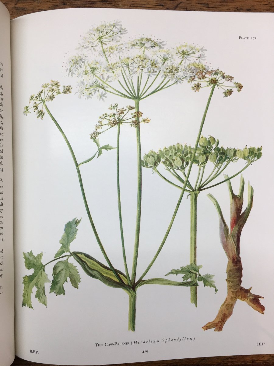 Boulger, Professor F L S - British Flowering Plants | back cover