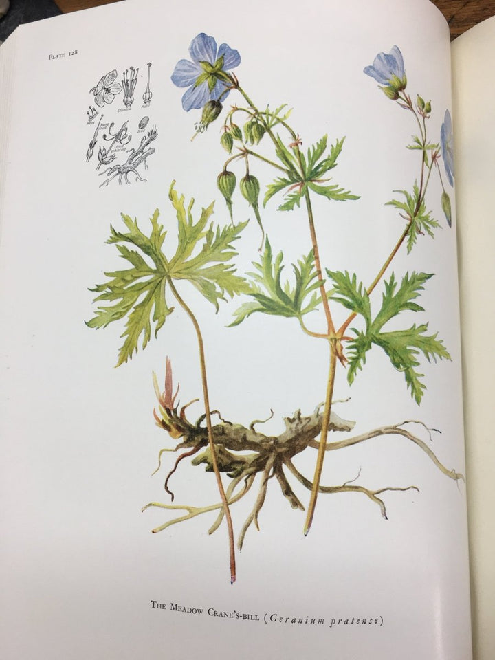 Boulger, Professor F L S - British Flowering Plants | front cover
