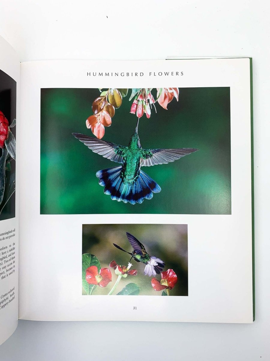 Fogden, Michael - Hummingbirds of Costa Rica | pages